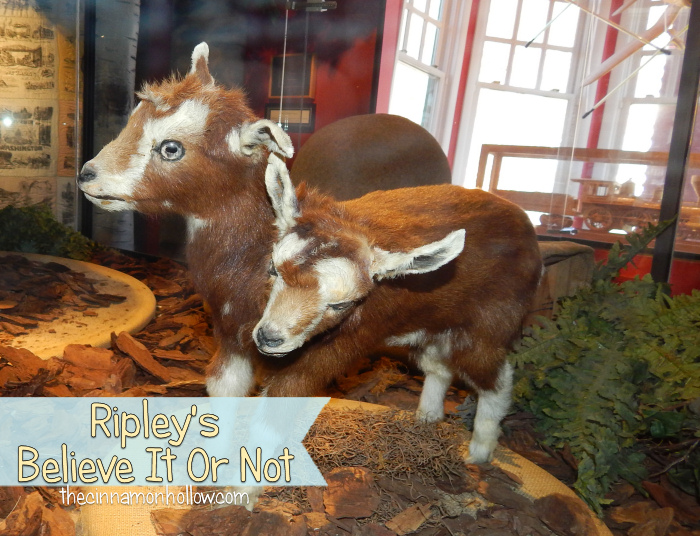 Ripley's Believe It Or Not Two Headed Goat